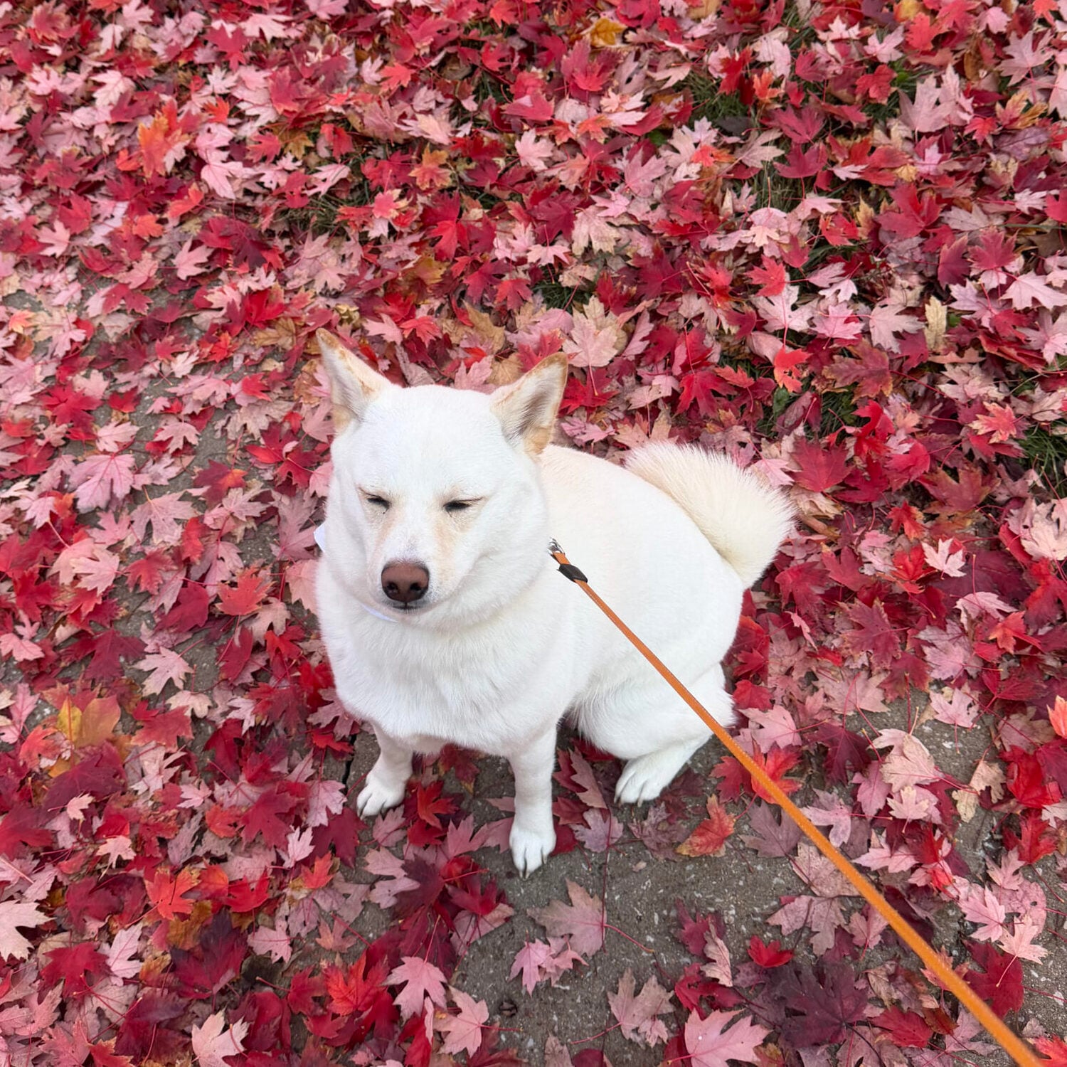 Finn (Jake's dog) Finn the Shiba Inu